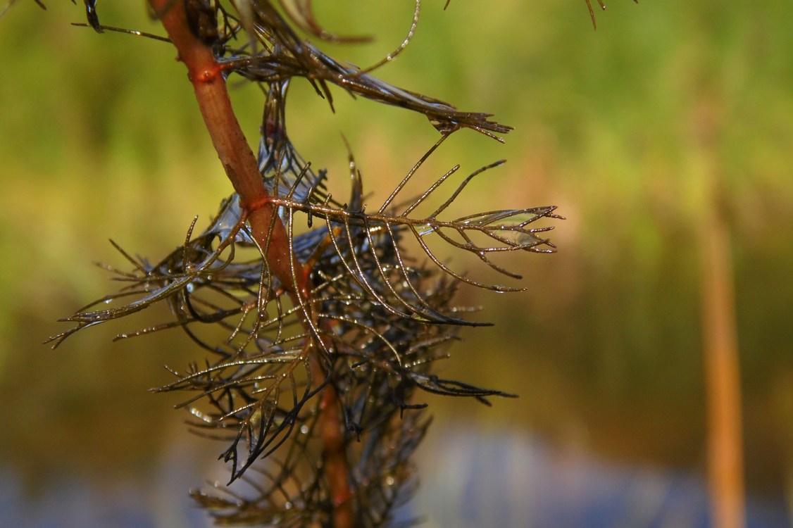 Image of Myriophyllum sibiricum specimen.