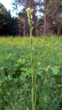 Turritis glabra
