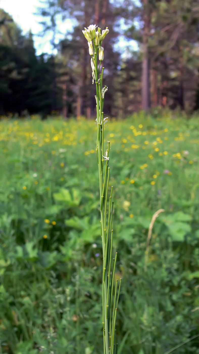 Изображение особи Turritis glabra.