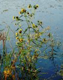 Bidens cernua var. radiata