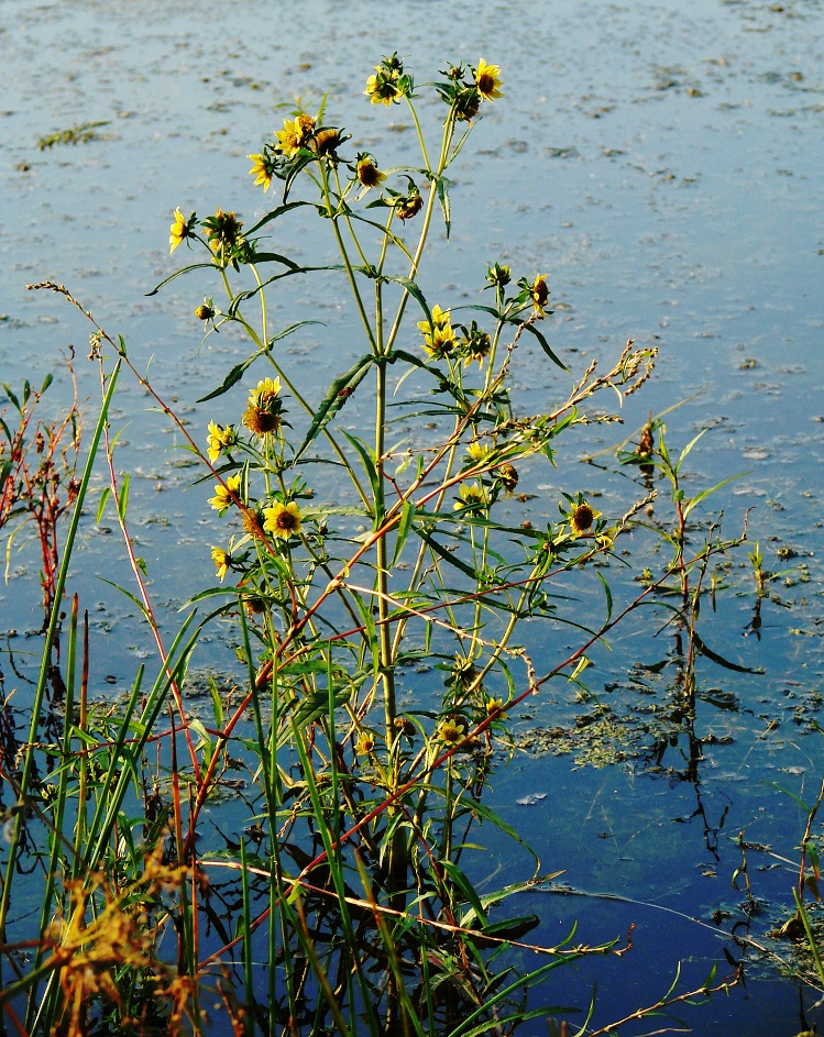 Изображение особи Bidens cernua var. radiata.