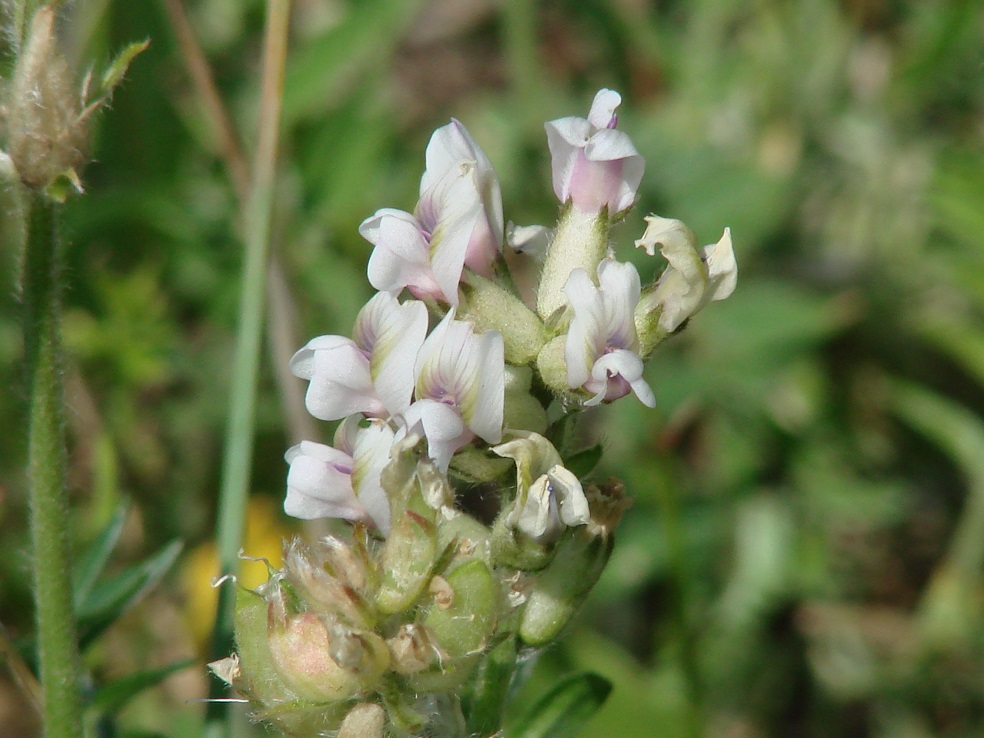 Image of Oxytropis candicans specimen.