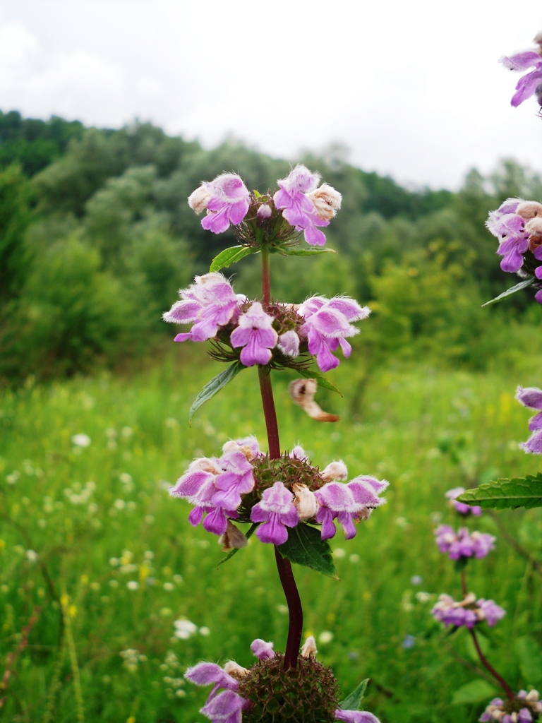 Image of Phlomoides tuberosa specimen.