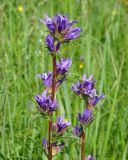 Campanula glomerata. Верхушки побегов с соцветиями. Ленинградская обл., Кировский р-н, южнее ст. Ивановская, луг. 11.07.2008.