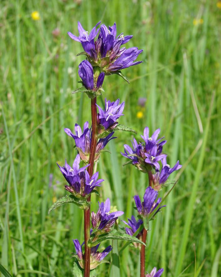 Изображение особи Campanula glomerata.