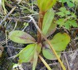 Gentianopsis barbata