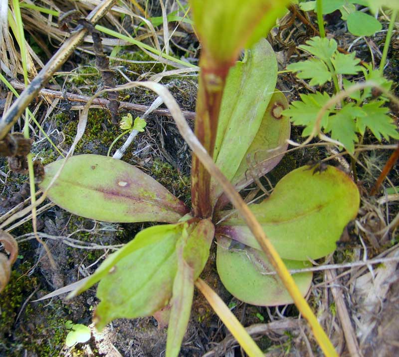Image of Gentianopsis barbata specimen.