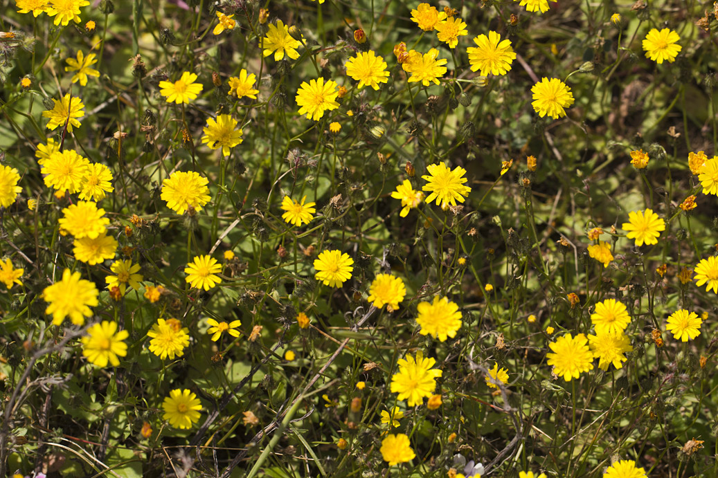 Изображение особи род Crepis.