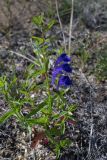 Scutellaria scordiifolia. Цветущее растение. Иркутская обл., о. Ольхон, лесостепь в р-не пос. Узуры. 26.07.2007.