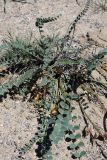 Astragalus farctus