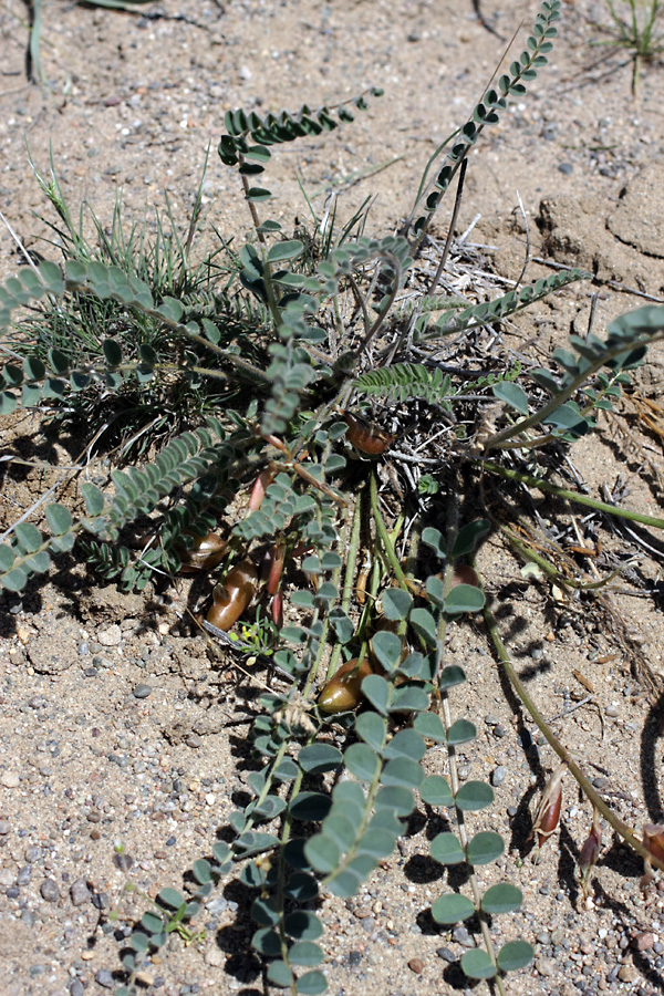 Изображение особи Astragalus farctus.