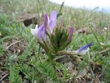 Astragalus kurdaicus