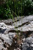 Festuca pratensis. Нижняя часть растения. Свердловская обл., окр. г. Североуральск, подножие скал Грюнвальдта. 19.06.2015.