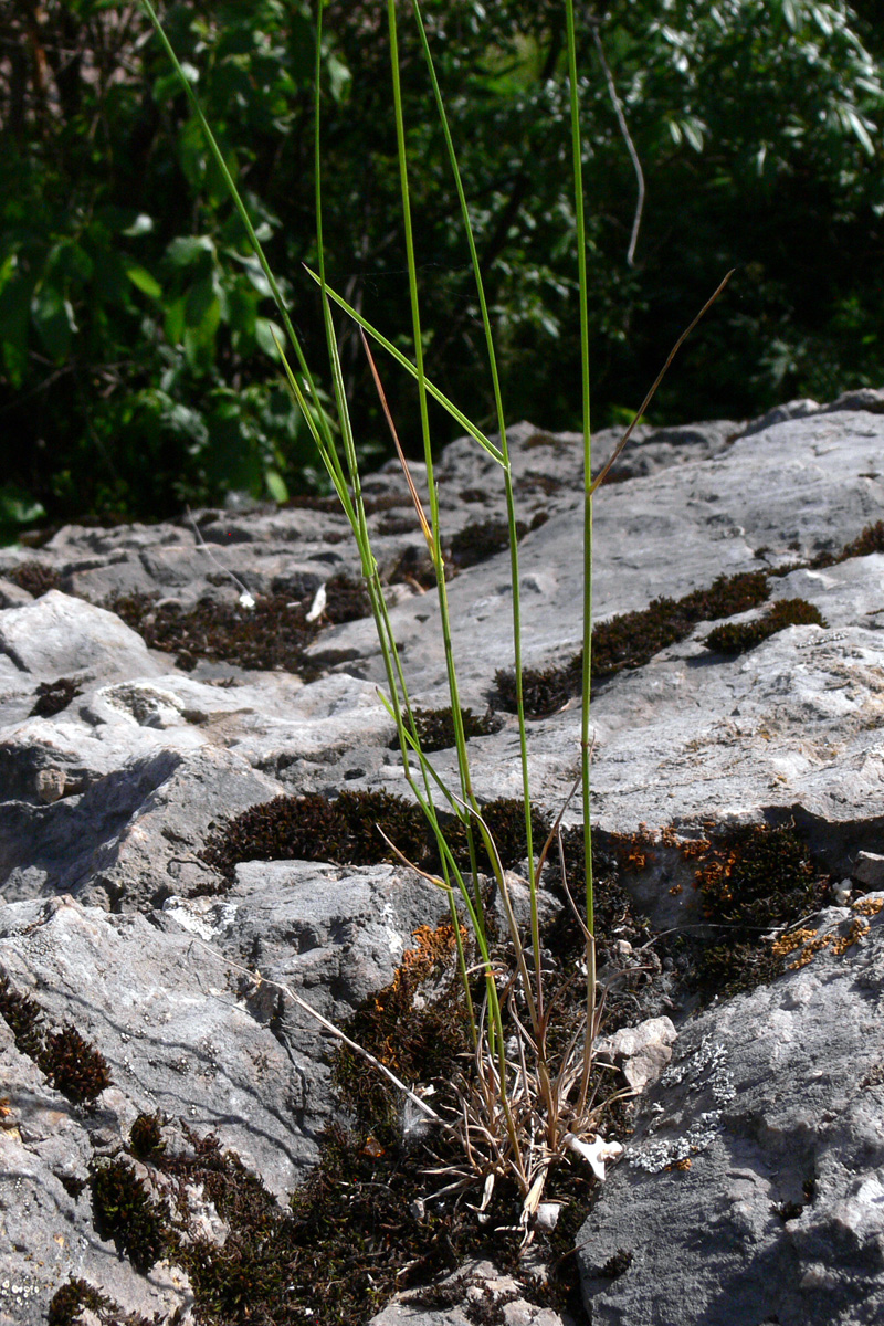 Image of Festuca pratensis specimen.