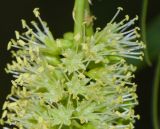 Prosopis juliflora