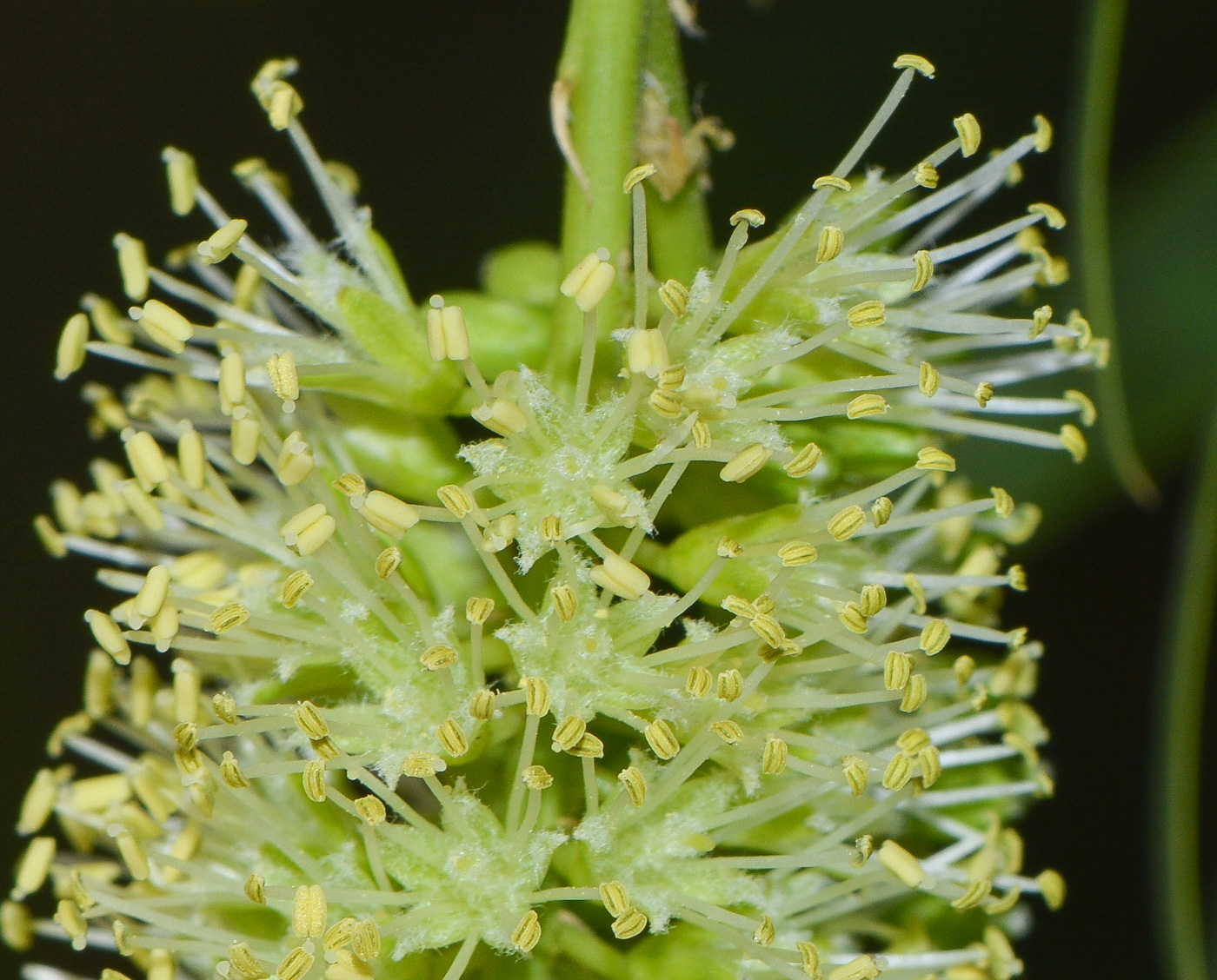 Image of Prosopis juliflora specimen.