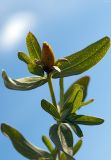 Hypericum perforatum