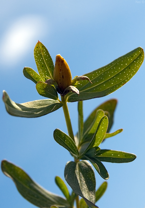 Изображение особи Hypericum perforatum.