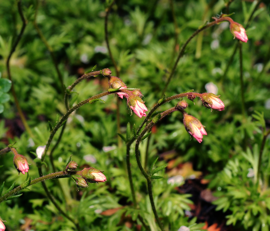 Изображение особи Saxifraga &times; arendsii.