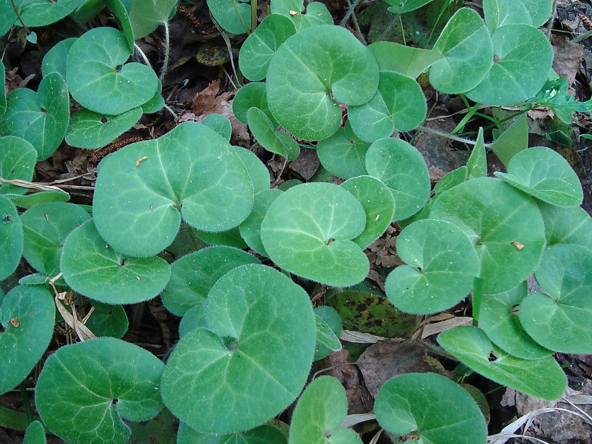 Изображение особи Asarum europaeum.