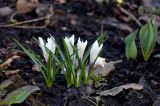 Crocus vernus