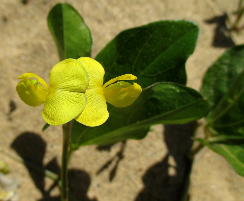 Image of Vigna marina specimen.