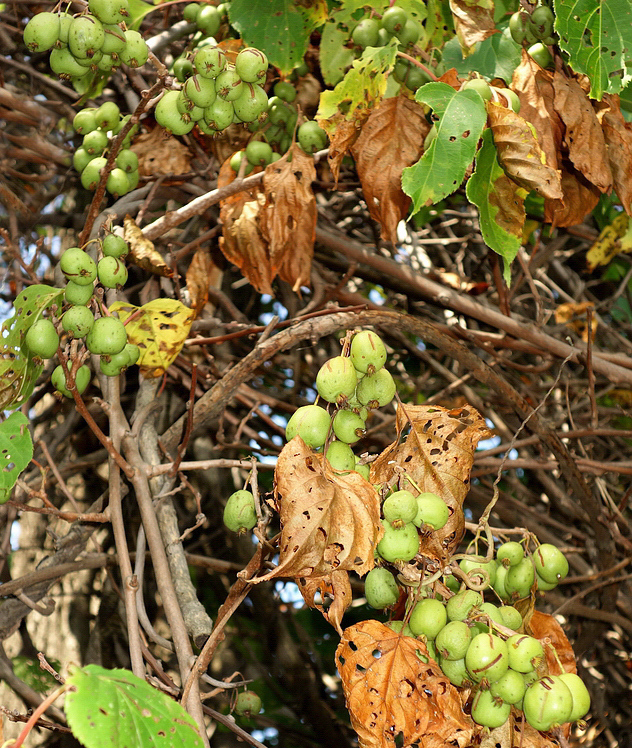 Image of Actinidia arguta specimen.