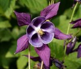 Aquilegia vulgaris