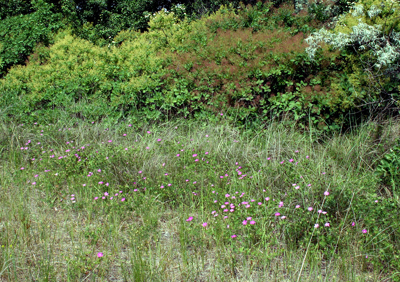 Image of Geranium sanguineum specimen.