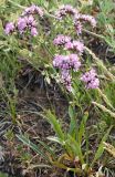 Limonium flexuosum