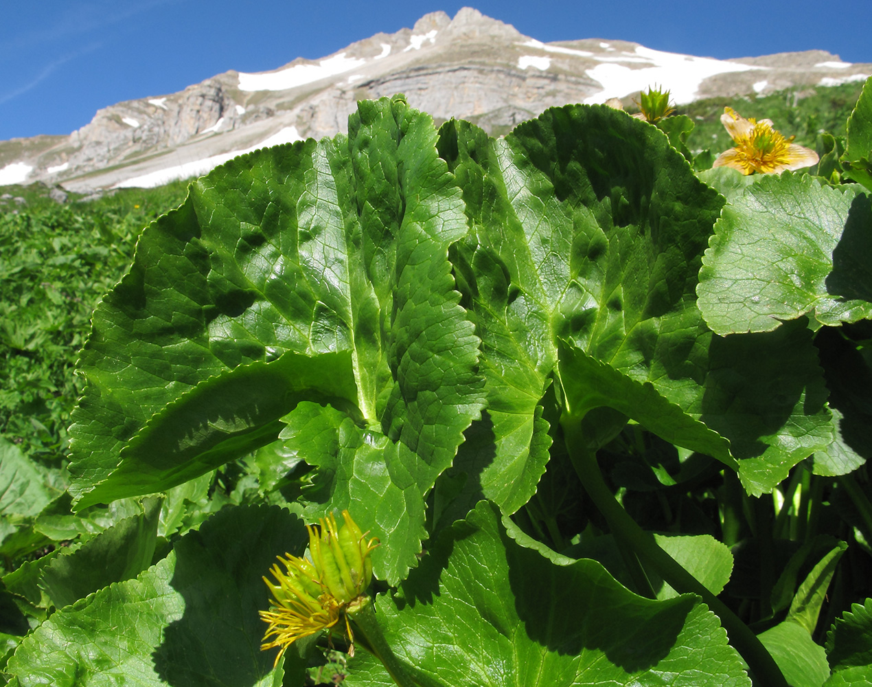 Image of Caltha polypetala specimen.