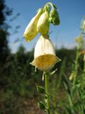 Digitalis grandiflora