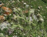 Cirsium echinus. Верхушка зацветающего растения. Кабардино-Балкария, Эльбрусский р-н, окр. с. Эльбрус, ок. 1800 м н.у.м., склон горы. 13.07.2016.