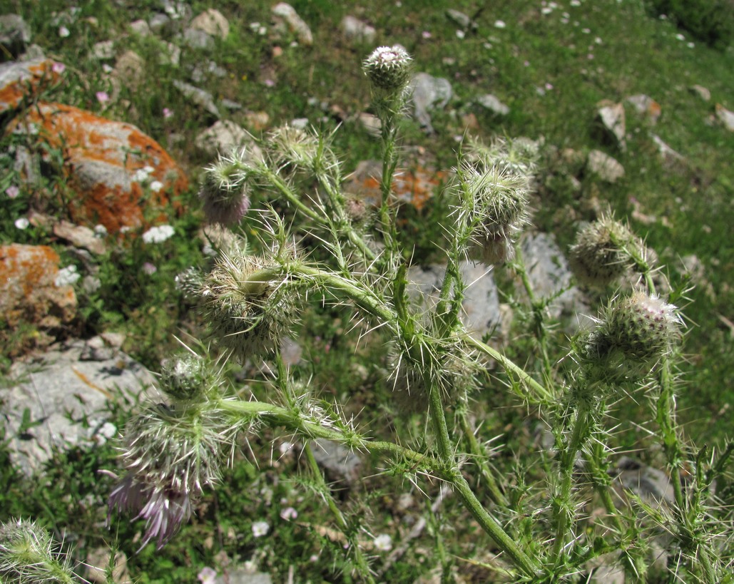 Изображение особи Cirsium echinus.