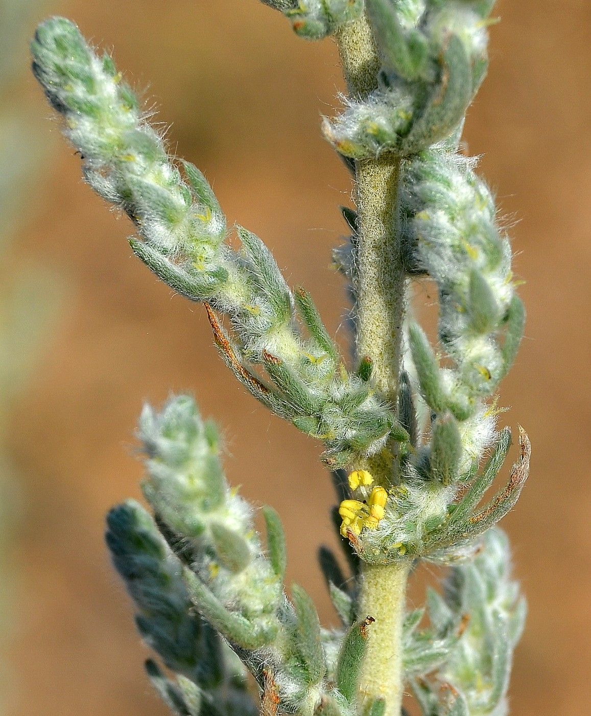 Image of Bassia prostrata specimen.
