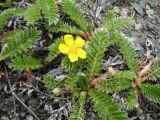 Potentilla anserina. Цветущее растение. Кыргызстан, Ошская обл, Алайский р-н, Алайский хр., пер. Талдык, истоки р. Гульча, ≈ 3000 м н.у.м. 29 мая 2016 г.