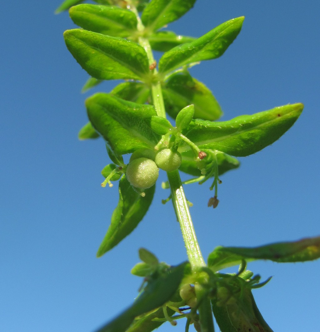 Image of Cruciata coronata specimen.