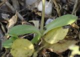 Holosteum umbellatum
