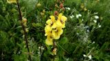 Verbascum spectabile