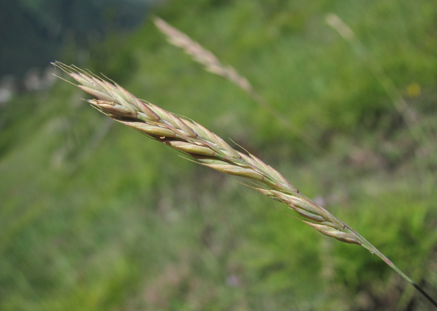 Image of genus Festuca specimen.
