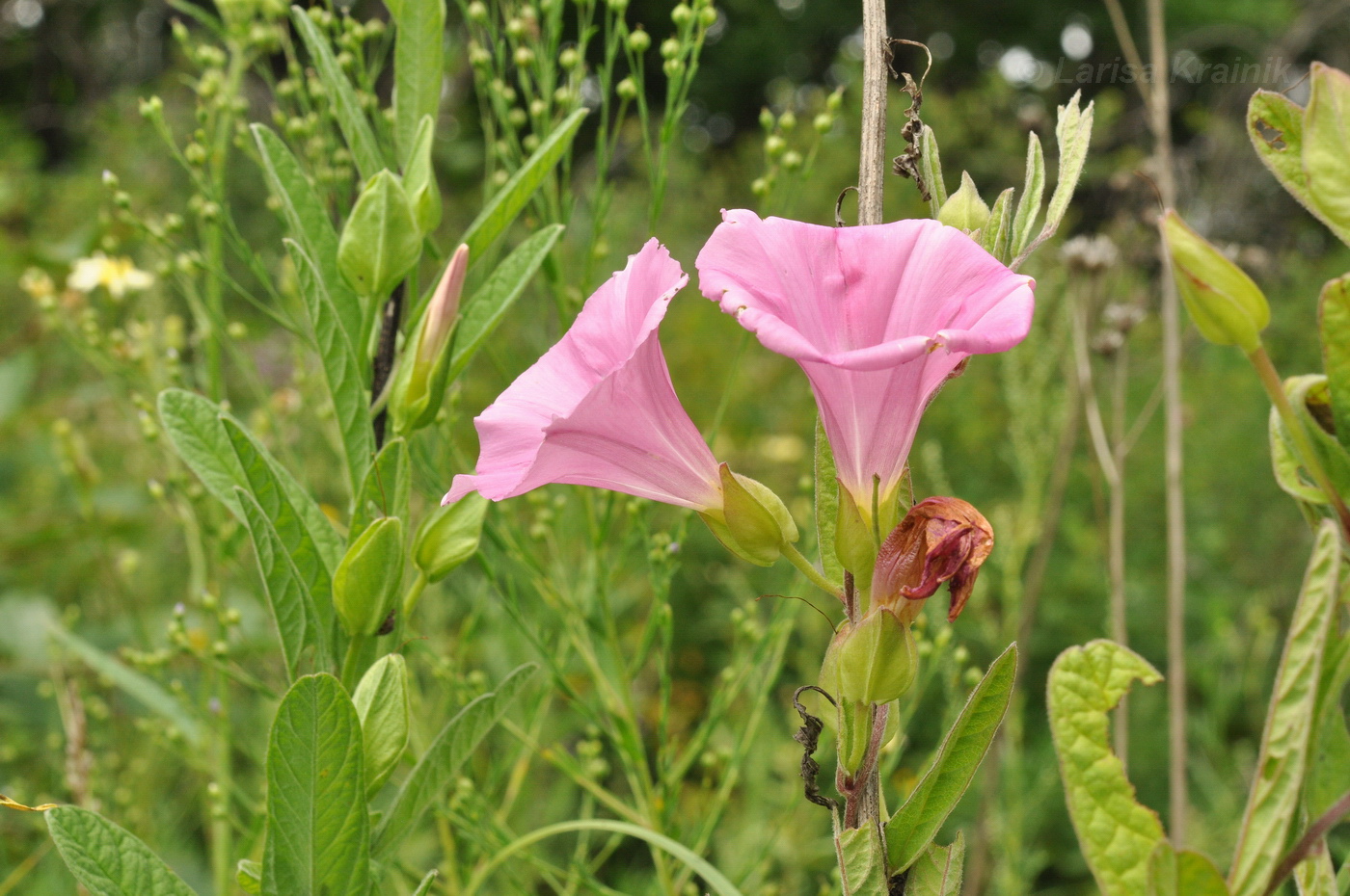 Image of Calystegia dahurica specimen.