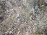 Limonium bungei