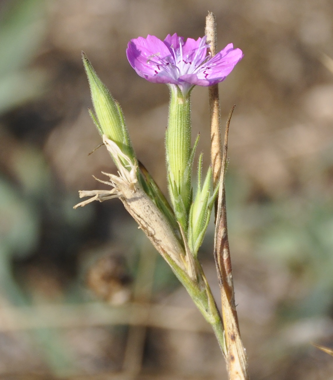 Изображение особи Dianthus corymbosus.