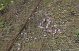 Drosanthemum floribundum. Цветущие растения на откосе набережной. Израиль, Шарон, г. Герцлия, высокий берег Средиземного моря, в культуре. 26.04.2015.