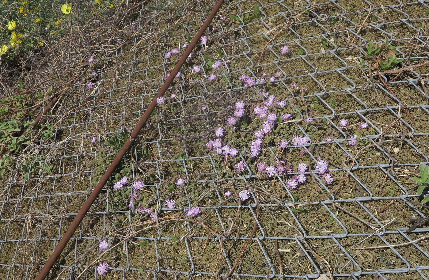 Изображение особи Drosanthemum floribundum.