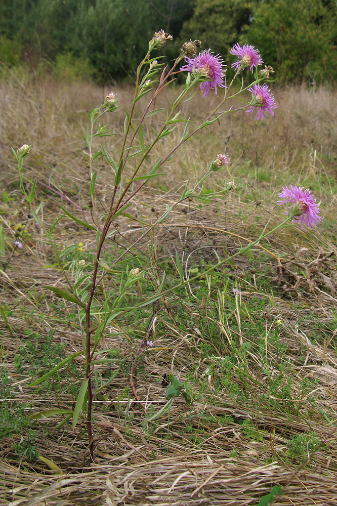 Image of Centaurea jacea ssp. substituta specimen.