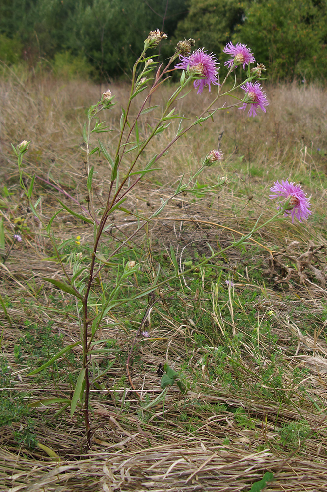 Изображение особи Centaurea jacea ssp. substituta.