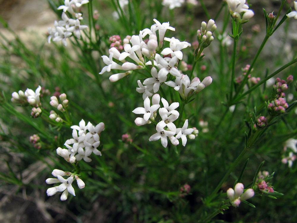 Image of Asperula petraea specimen.