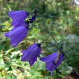 Campanula rotundifolia. Соцветие. Свердловская обл., окр. г. Североуральск, поляна на известняковой скале. 29.07.2009.