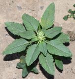 Amaranthus retroflexus